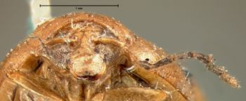 Media type: image; Entomology 18395   Aspect: head frontal view